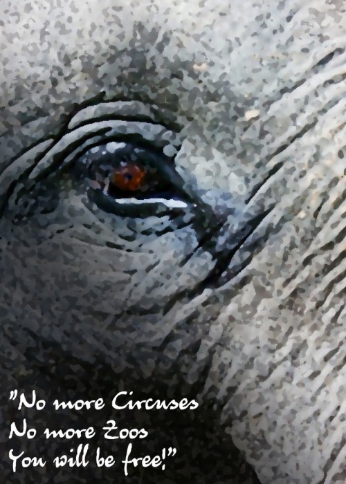 Sanctuarysong_elephant_image